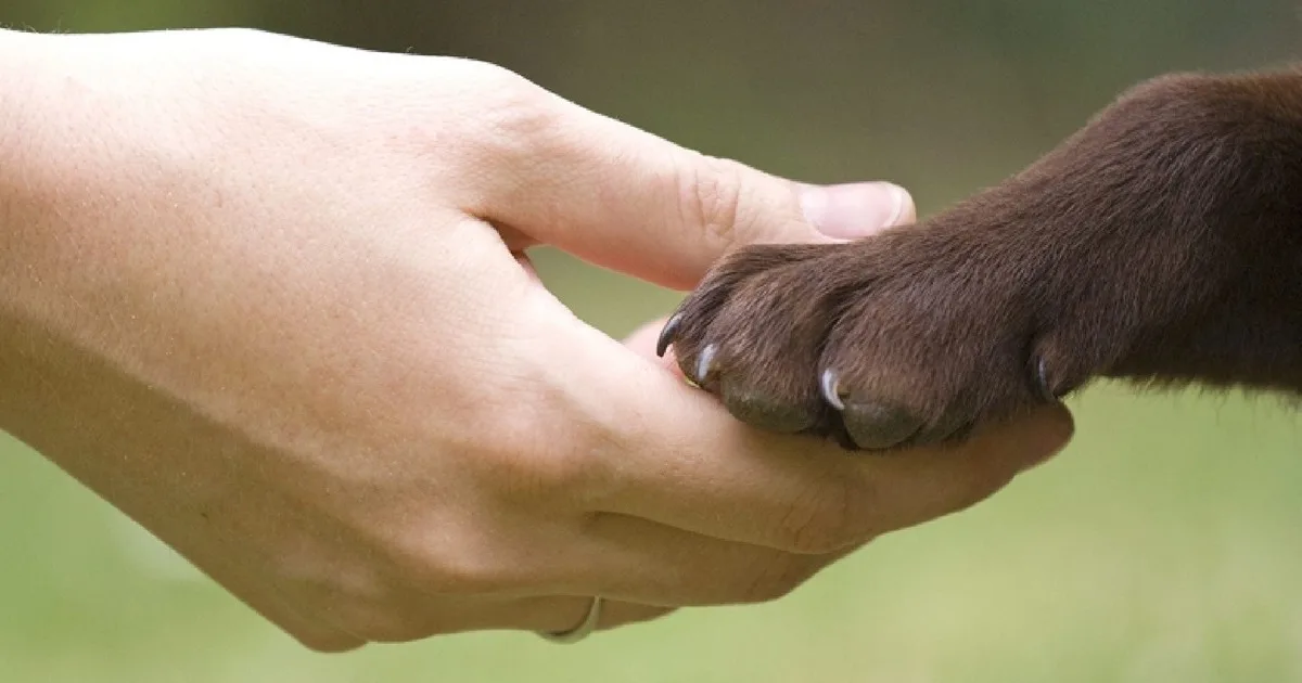 Los expertos en psicología revelan: qué dice de una persona amar a los perros