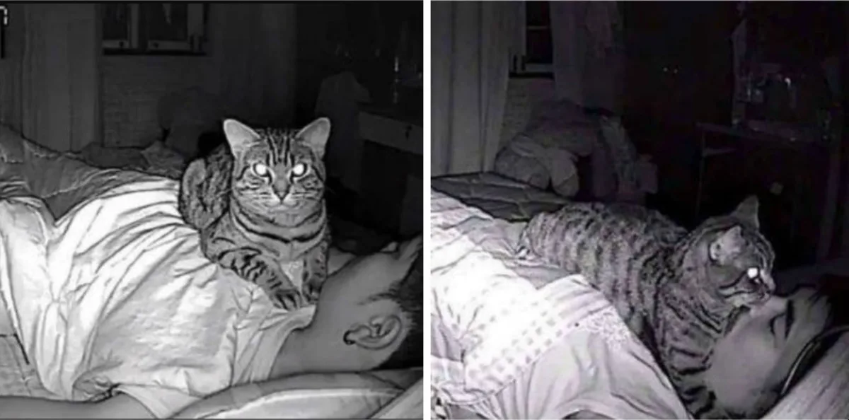Descubrió que su gato lo asfixiaba por las noches al revisar la cámara de seguridad