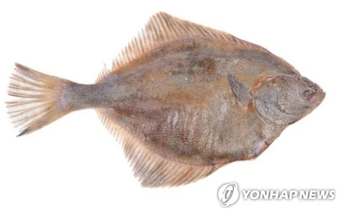 [최만순의 약이 되는 K-푸드] 철을 읽어야 맛이 보이는 도다리