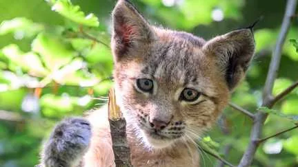 Jura : un nouveau lynx mort sur les routes, le 15e depuis le début de l'année en France