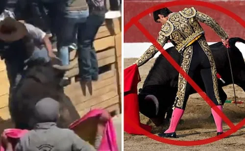 Videos virales en Tlaxcala encienden las alarmas: ¿qué estados ya prohibieron la tauromaquia en México?