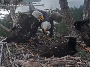 WATCH: Big news for Big Bear’s famous bald eagle