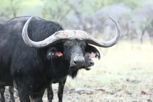 Limpopo police launch manhunt after suspected buffalo poaching in Kruger National Park