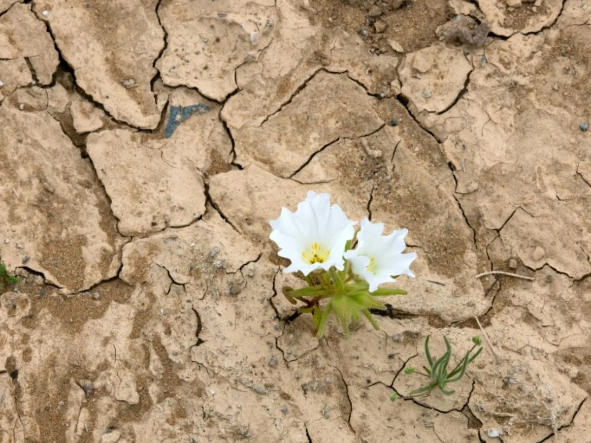 Atacama : un "désert fleuri" exceptionnel et resplendissant après les pluies d'El Niño