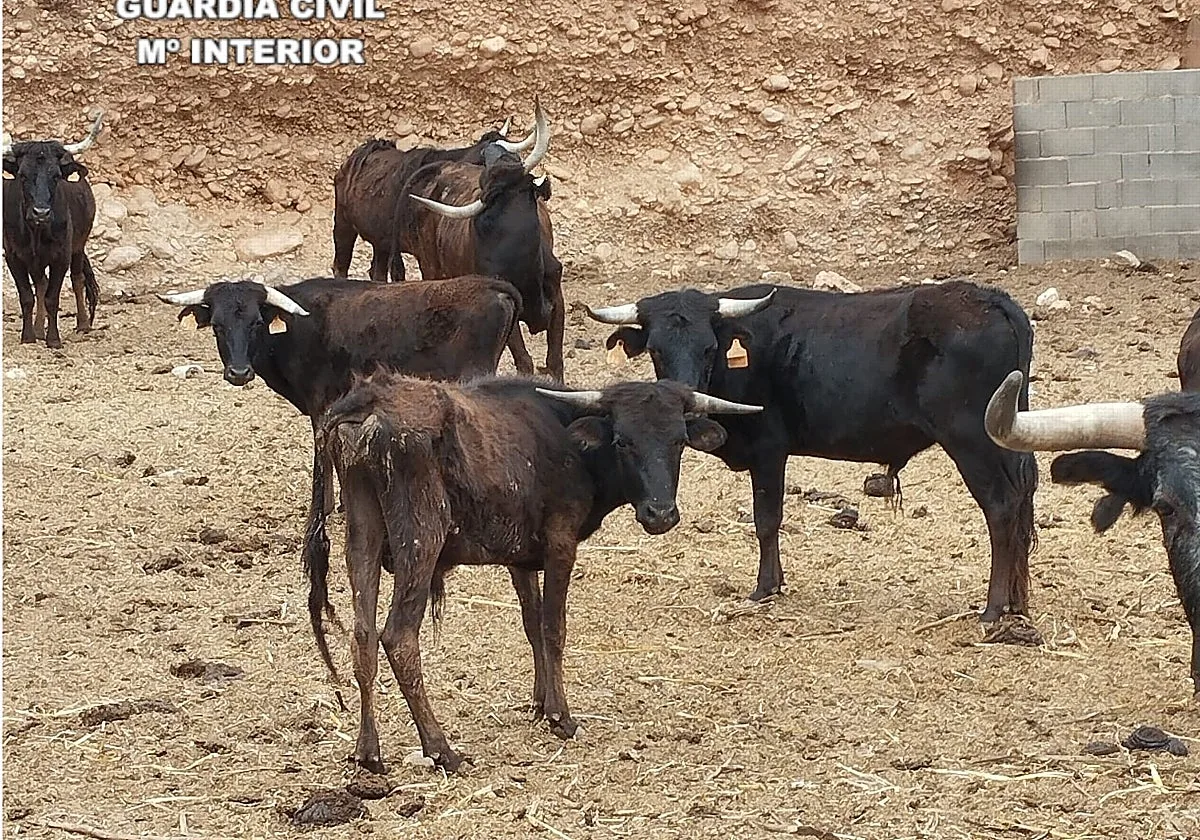 La Guardia Civil detiene a dos ladrones por robar becerros de una finca de Almazora (Castellón)
