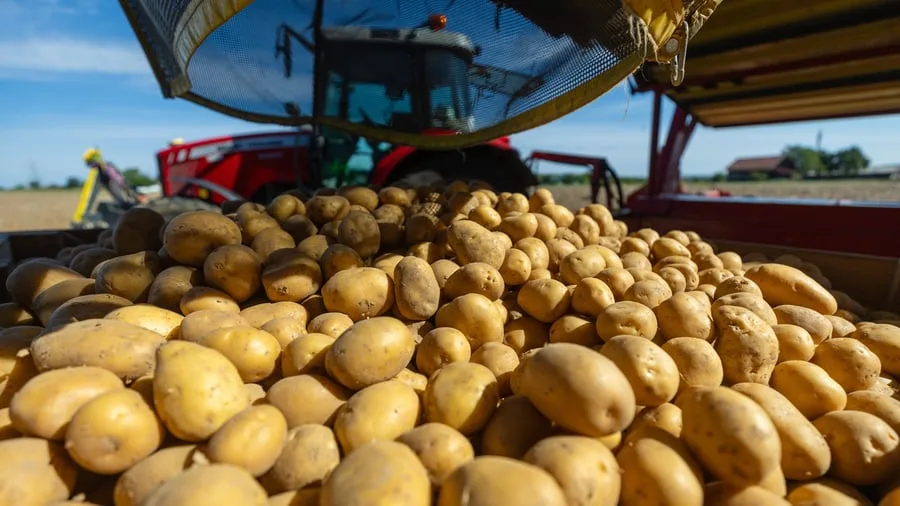 Klimawandel: Kartoffelernte bricht durch Hitze und Dürre massiv ein
