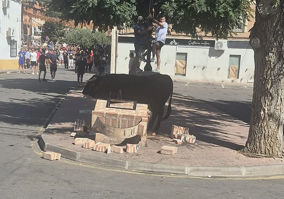 Un toro derriba una fuente de ladrillo en el encierro de Casarrubios del Monte