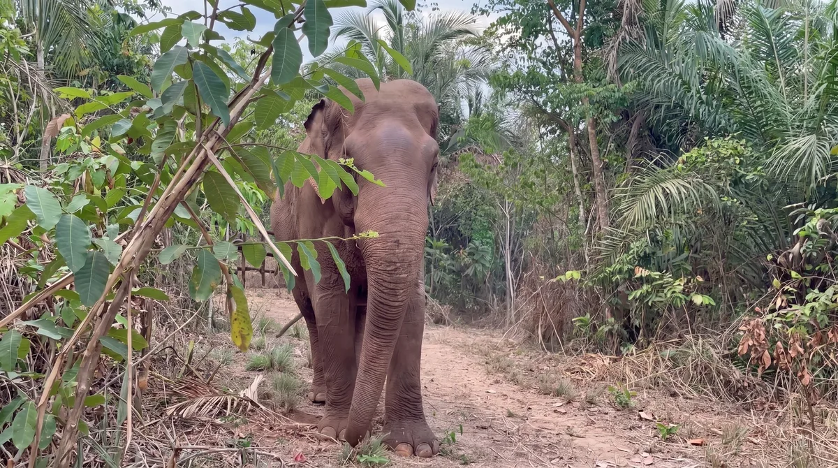 Sandro, un elefante rescatado que ha vivido cuatro décadas en un zoológico, viaja 1.600 kilómetros para iniciar una nueva vida en un santuario