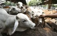 O que são micotoxinas e como elas afetam a produção no agronegócio?