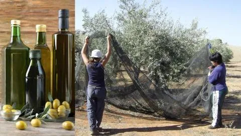 La venta de una compañía aceitera de Córdoba pone en "alerta" al sector: IU reclama a Gobierno y Junta que intervengan