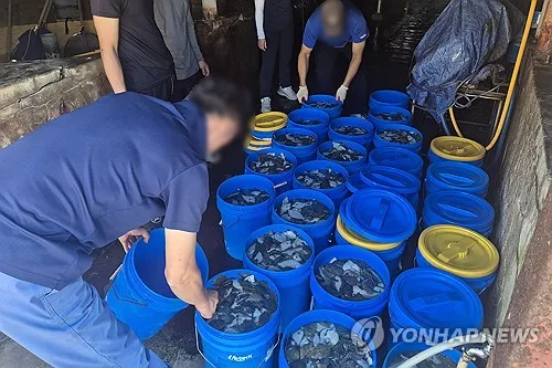 경북, 고수온에 올해 양식어류 263만마리 폐사…역대 최대치 육박