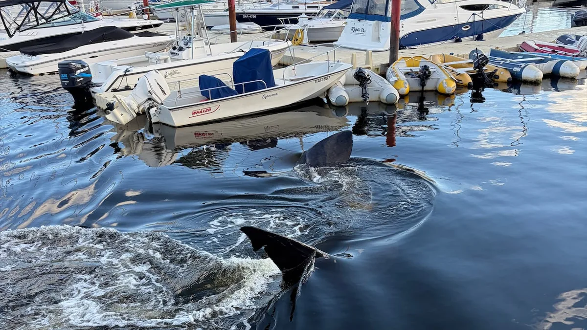 ‘Holy moly!’: Rare shark visit to Nova Scotia's Bedford Basin inspires shock and awe