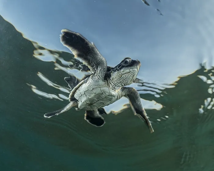 Week in wildlife: a sea turtle hatchling, baby orangutans and flying ibises