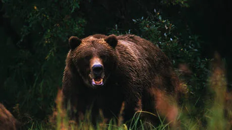 Russian region launches bear cull after tourist dragged from tent and mauled to death