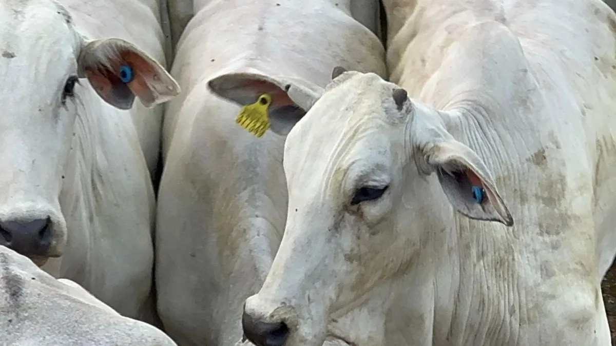 Após alta no início do mês, preço do boi gordo começa a perder força em agosto, aponta Cepea