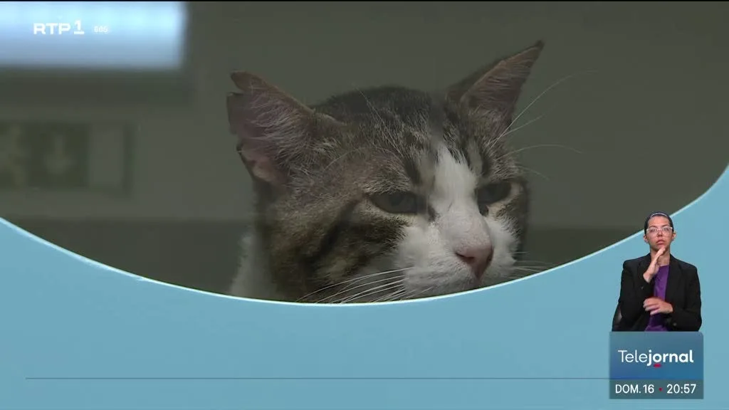 Mais de 470 casos de abandono e maus-tratos de animais em seis meses