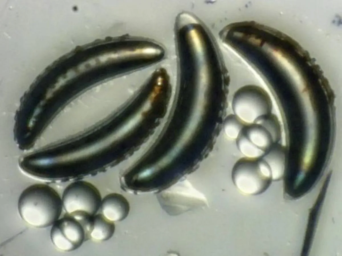 Uma larva de mosca sobrevive a 370 metros de profundidade e desafia as regras dos insetos