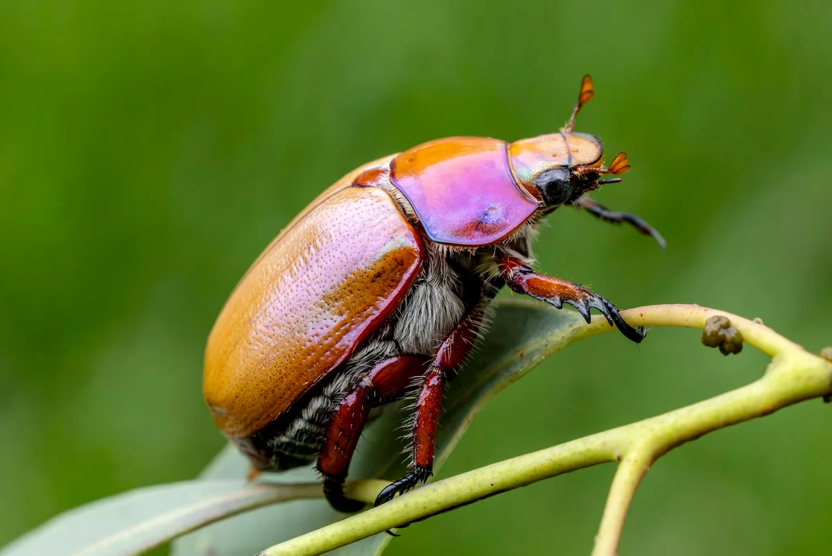 From bogong moths to Christmas beetles – how to slow down and spot more insects