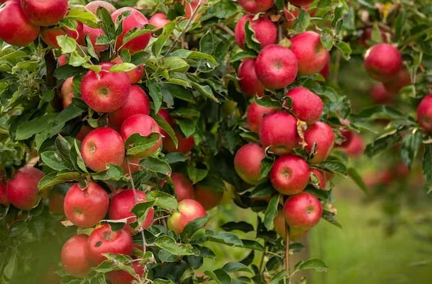 El “otro agro” busca sostenerse en un escenario más exigente