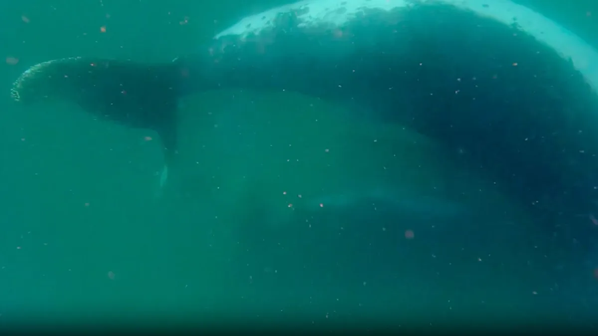 'It is extremely rare to witness': Scientists record humpback whale mom grieving her stillborn calf in first-of-its-kind footage