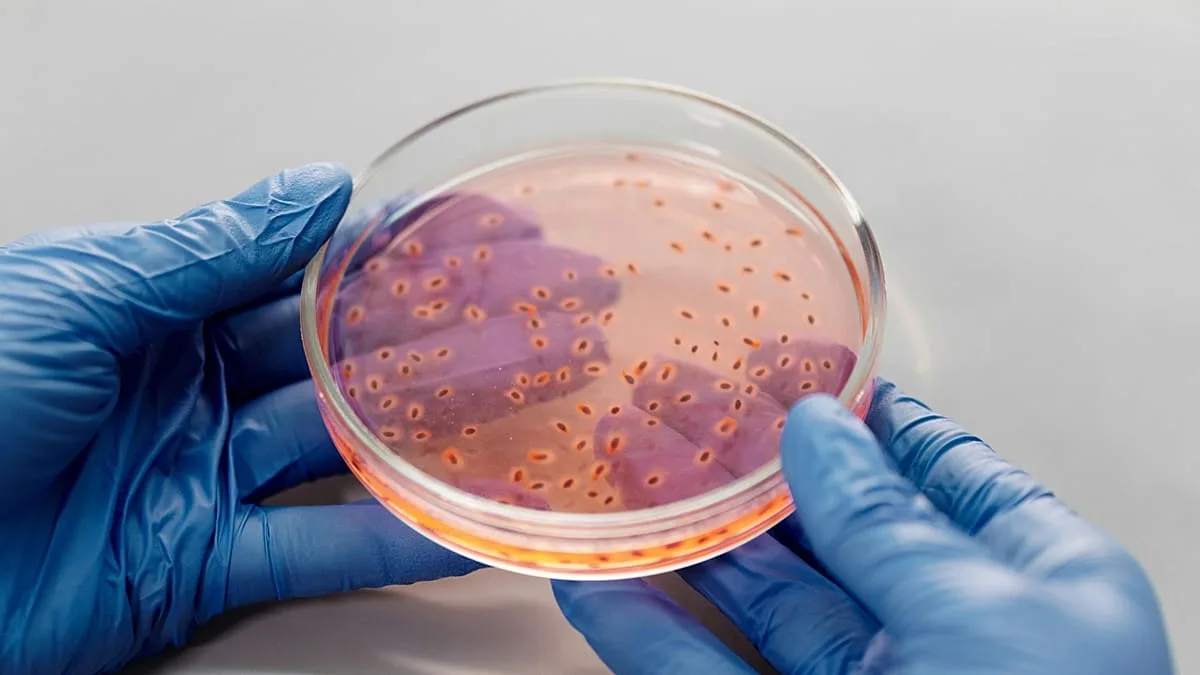 Vírus intestinais desenvolvem novas armas contra superbactérias