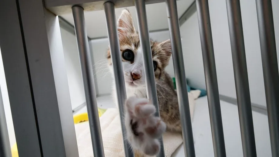 Le 13h de nos régions : L'été de tous les records à la Société Productrice des Animaux (SPA)