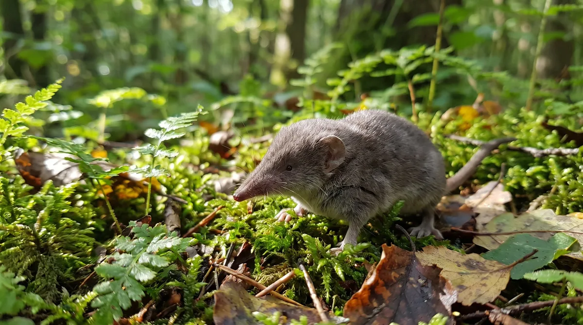 Las musarañas podrían agrandar el hocico en invierno para afrontar mejor el frío