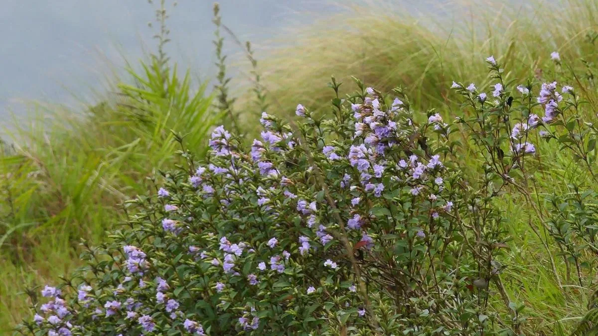 Chokramudy in Keralam shakes off encroachments, welcomes Neelakurinji