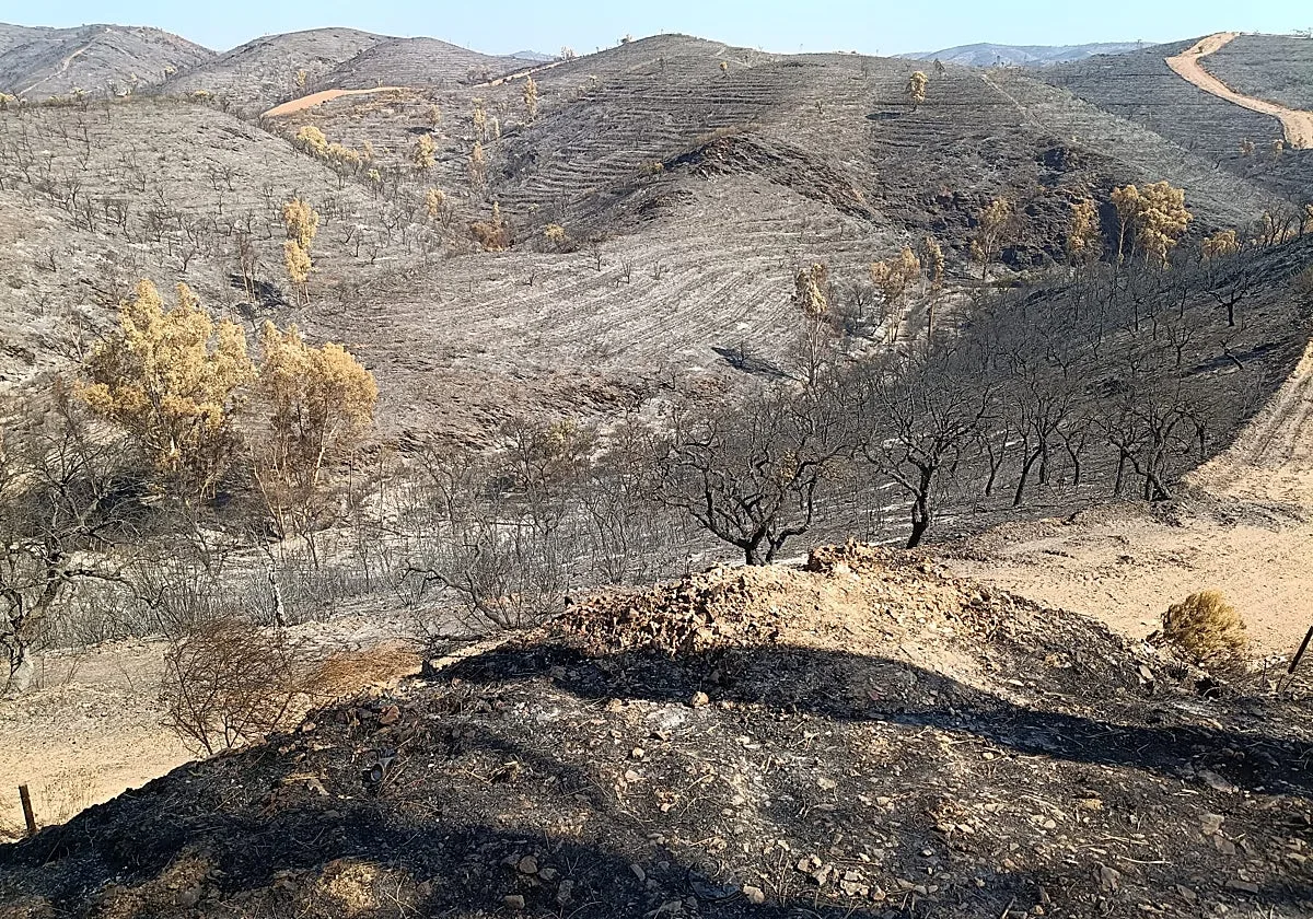 Aznalcóllar calcula 6.000 hectáreas quemadas por el incendio de Niebla