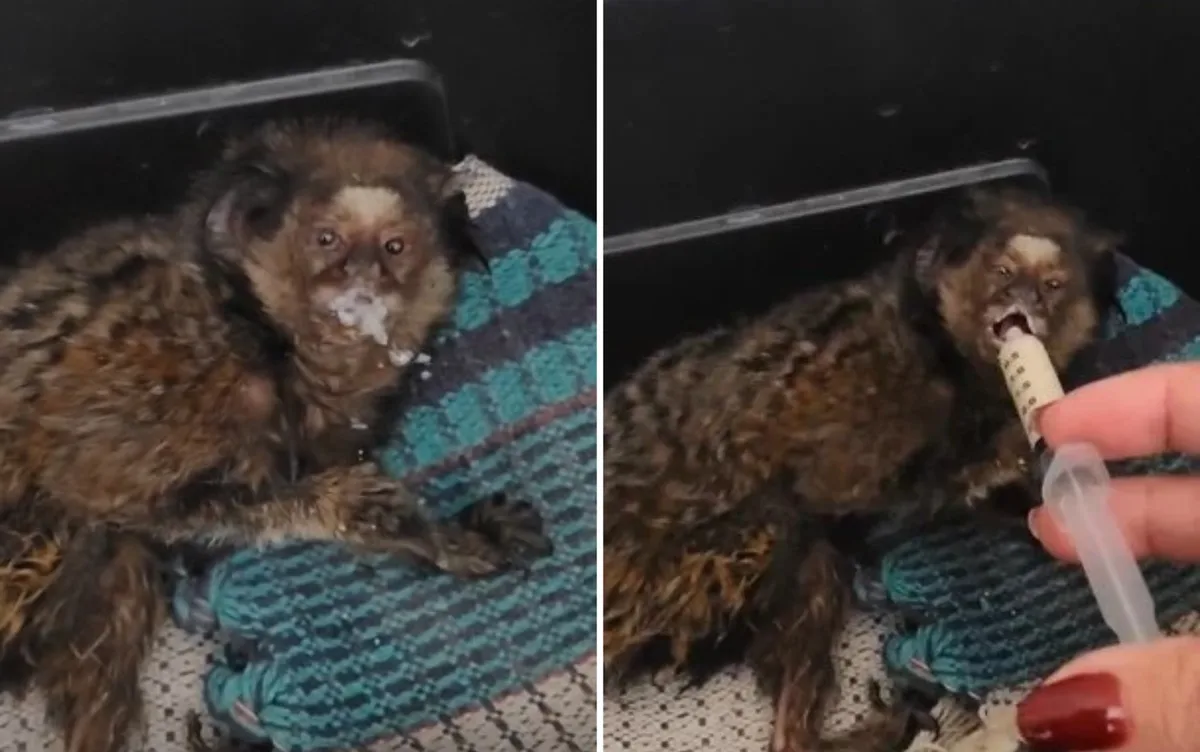 Sagui é salvo por veterinária após ser eletrocutado, em Goiás; vídeo