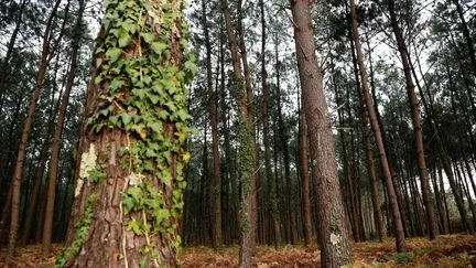 De nouveaux cas de nématode du pin confirmés en Nouvelle-Aquitaine, les zones de surveillance élargies à près de 140 nouvelles communes