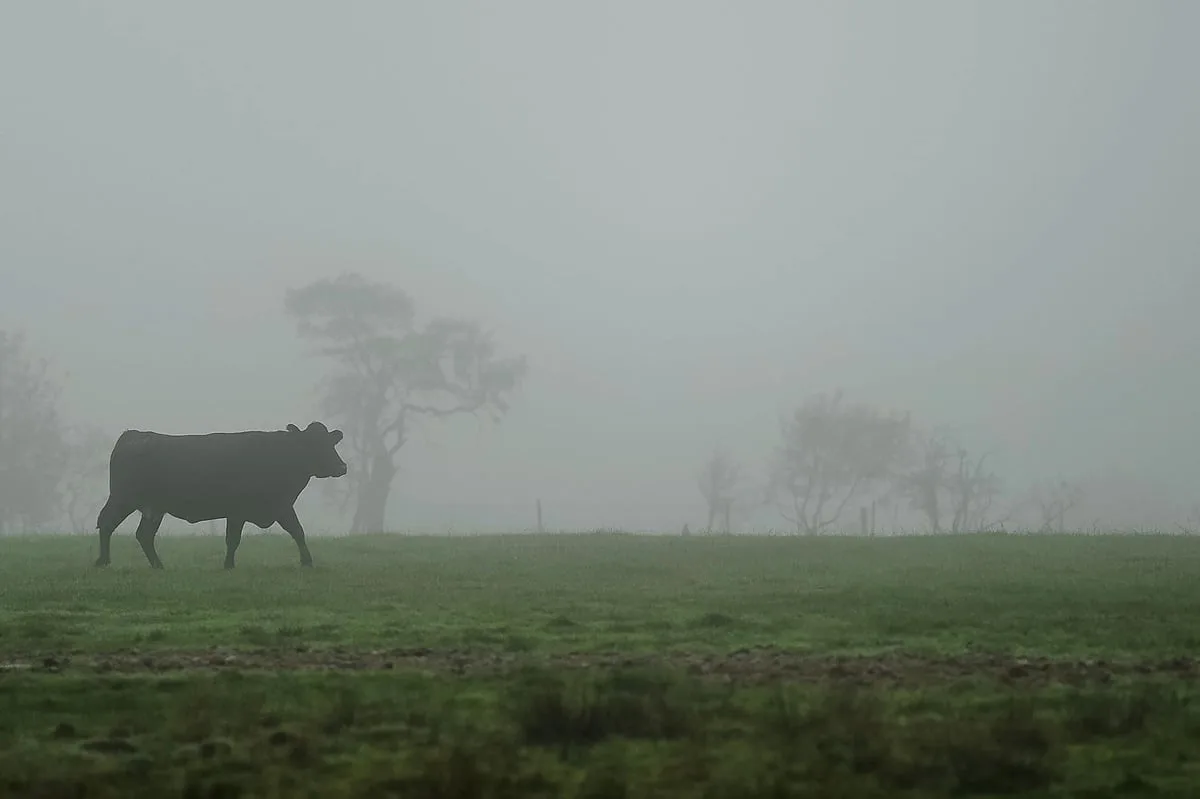 Case of BSE in cow confirmed on Scottish farm