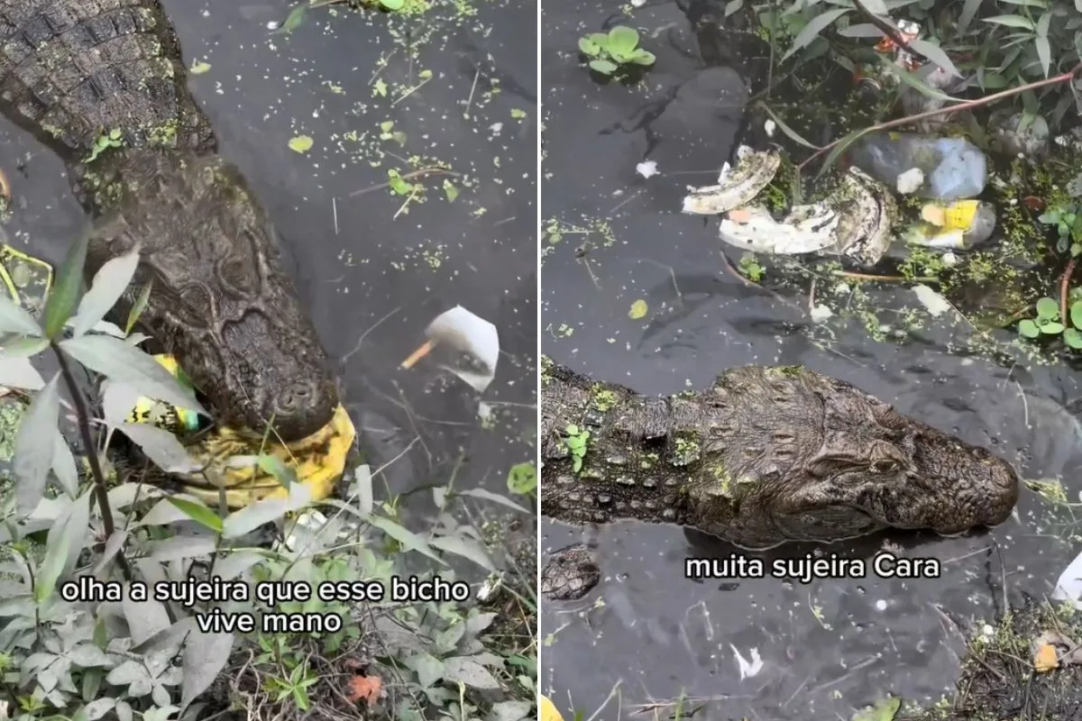 Jacaré filmado comendo lixo pode sofrer com inanição e deixar de nadar; entenda