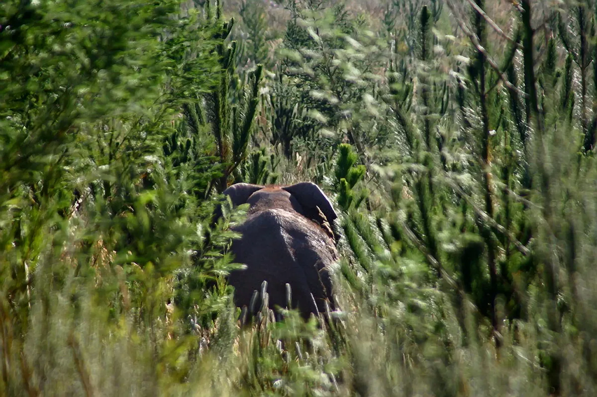 One elephant, 400km and 20 years of reconnecting a broken landscape