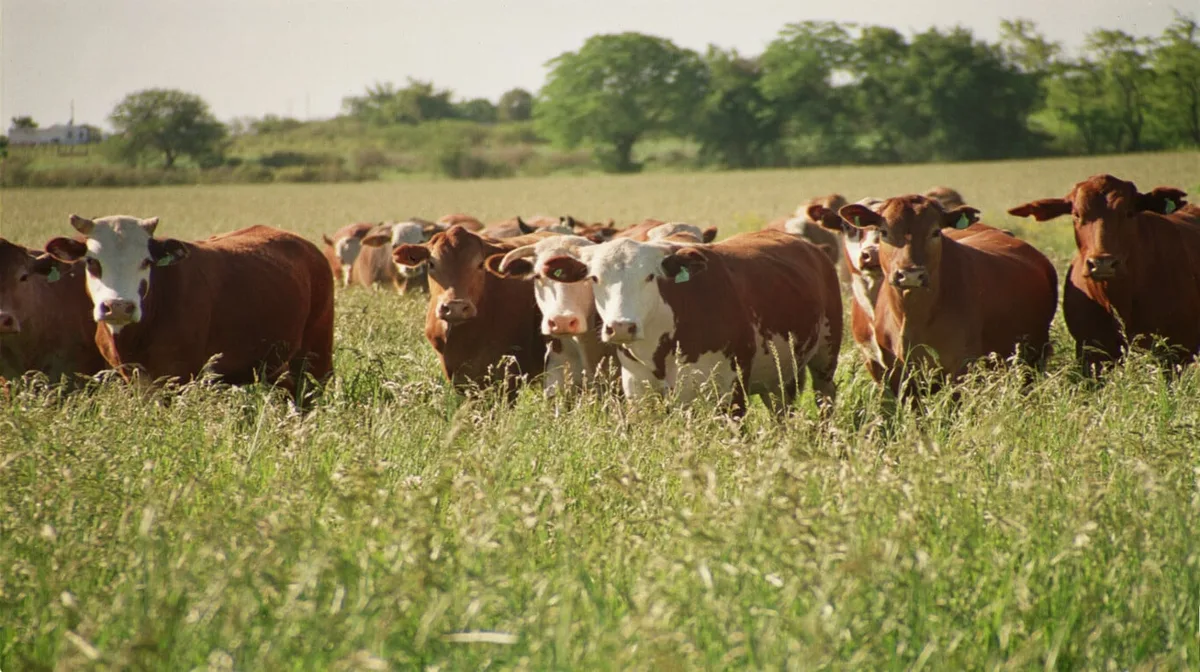 Cómo Estados Unidos convirtió a la ganadería familiar en un negocio de carne premium para el mundo