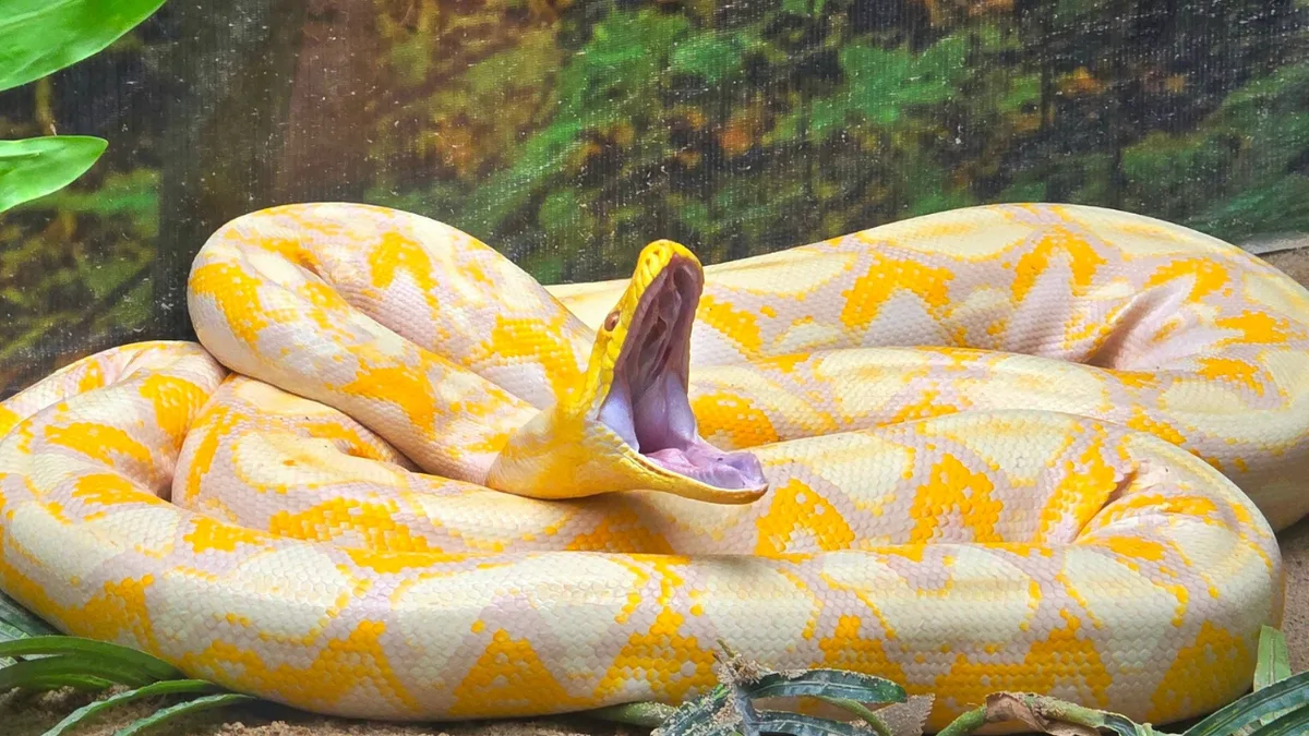16-foot Burmese python tagged in Florida; scientists test drones to track snakes