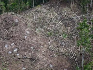 Japan’s biomass energy boom threatens further deforestation in Indonesia