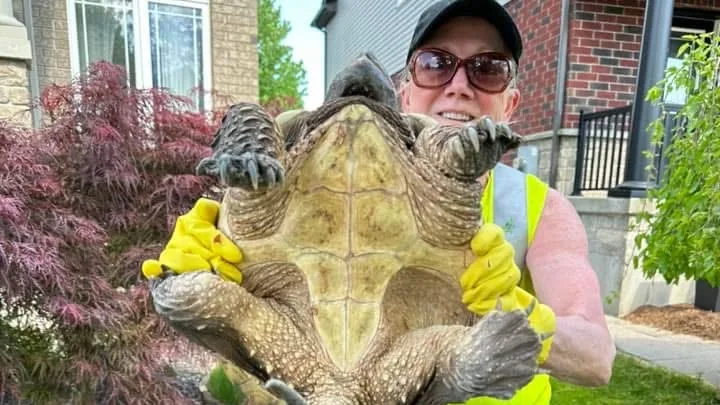 Turtle hotline launches in Wellington County, responding to 'big need'
