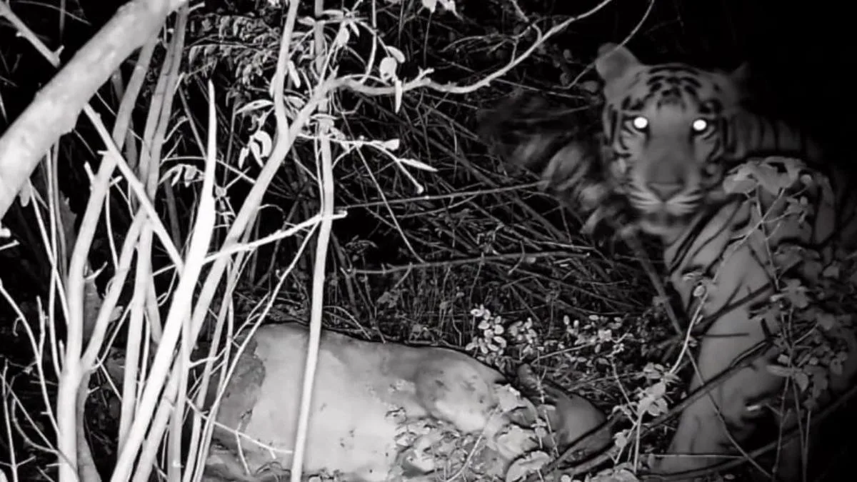 Karnataka: Tiger sighted in forest area in Kishkindha hills of Koppal after nearly five decades