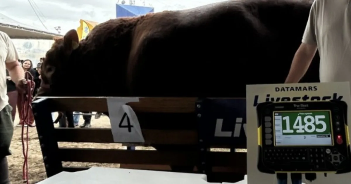 Mário: Conheça o touro de 1.485 Kg que surpreendeu o próprio dono na 49ª Expointer