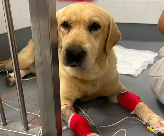 La extraña muerte de Quino, el perro que fue un héroe en Venezuela