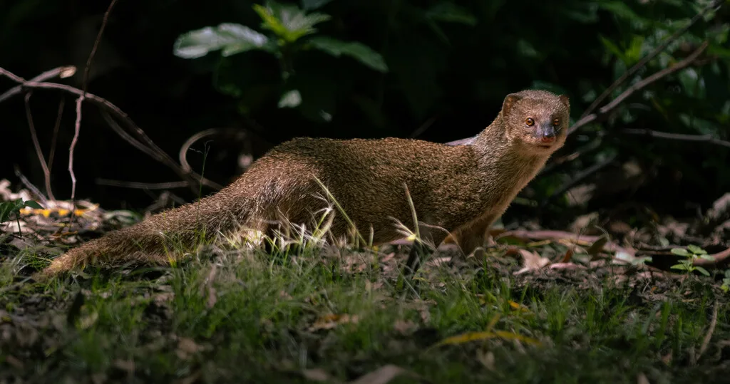 Puerto Rico introdujo mangostas para combatir las ratas en los campos de azúcar. 150 años después, son el principal foco de rabia en la isla