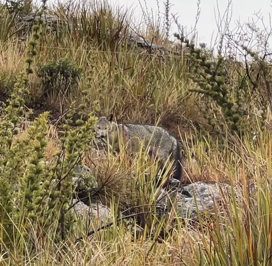 VÍDEO: Cachorro-do-mato é avistado na parte alta do Parque Nacional do Itatiaia