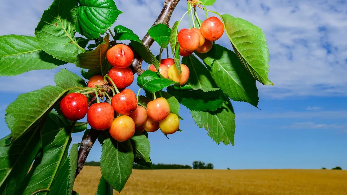 Erntebilanz in Brandenburg: Mehr Getreide, viele Erdbeeren – aber der Spargel schwächelt
