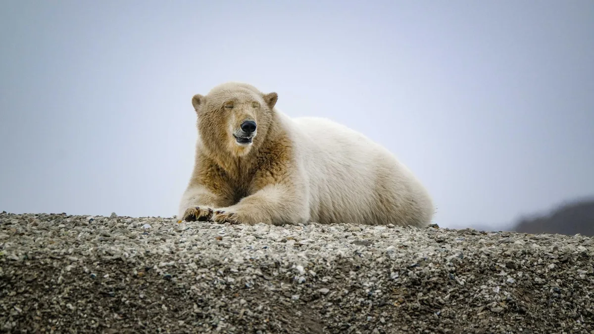 En Norvège, 4 500 euros d’amende pour avoir dérangé un ours polaire endormi