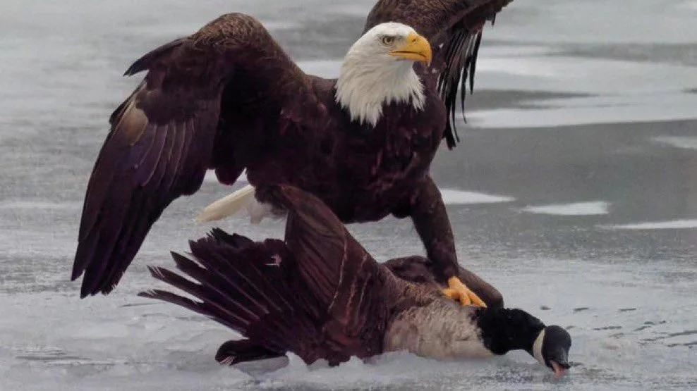 La Maison Blanche voulait ridiculiser le Canada avec ce combat d’oiseaux mais elle aurait dû voir la fin
