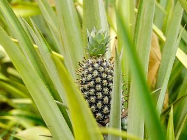 Can pineapples thrive in Africa's Sahel? A Burkina Faso farmer says the answer is yes