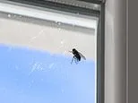 Home overrun by flies? Expert reveals the simple way to grab them with your bare hands - and why you should always approach 'from above'
