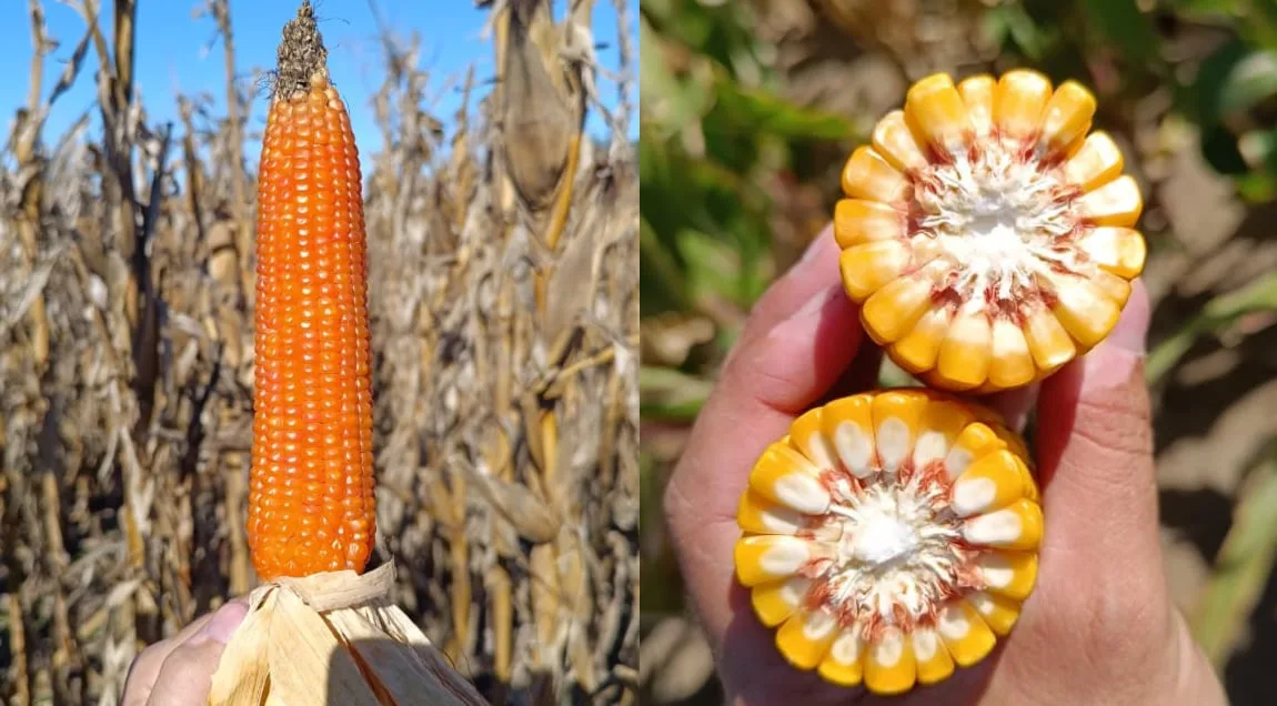 Maíz récord, pero con la cosecha más atrasada de la historia en La Pampa
