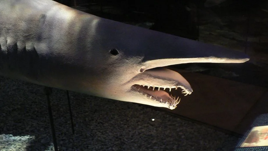 Peau translucide et mâchoires protractiles : comment le requin-lutin s'est adapté à la vie abyssale